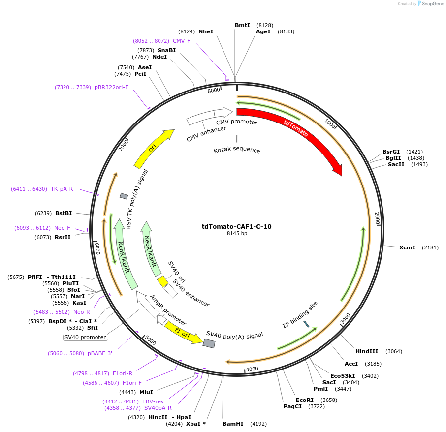 58072-plasmid-map-sequence-id-173165