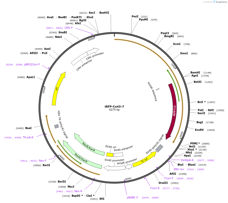 56276-plasmid-map-sequence-id-173166