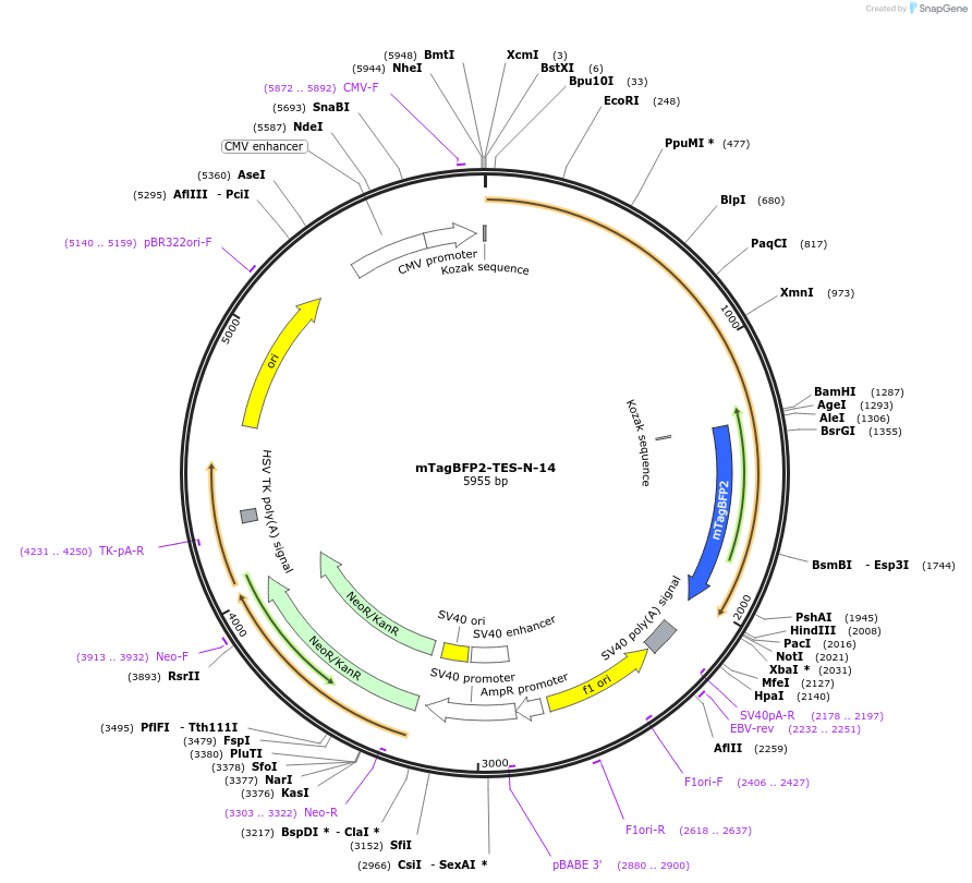 62786-plasmid-map-sequence-id-173171