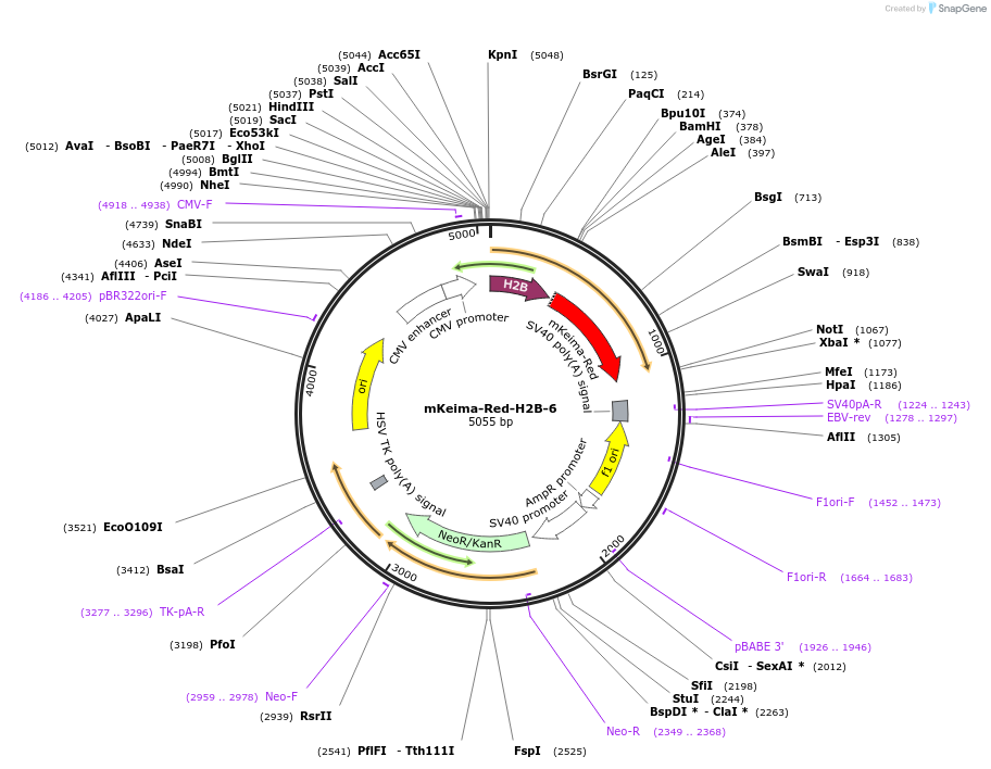 56016-plasmid-map-sequence-id-173173