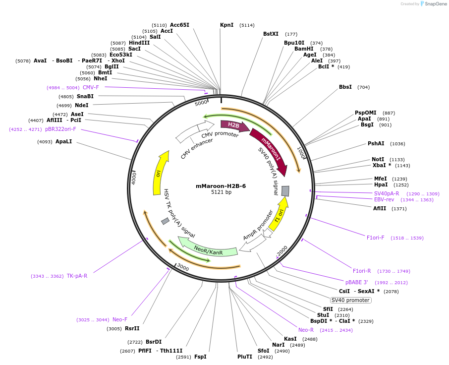 56200-plasmid-map-sequence-id-173175