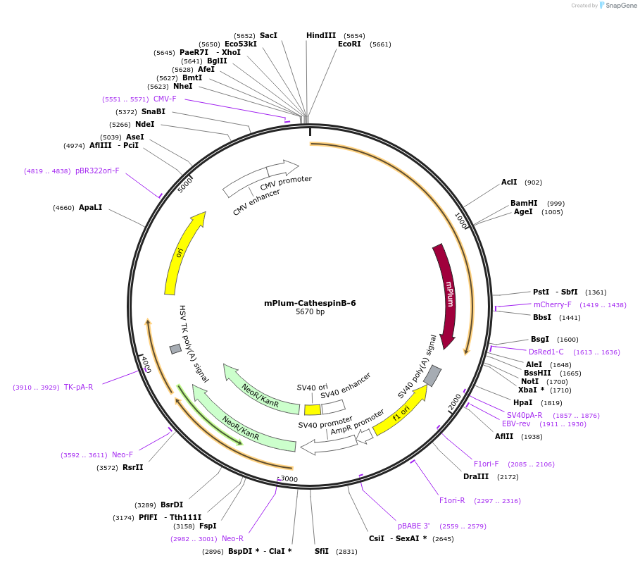55955-plasmid-map-sequence-id-173178