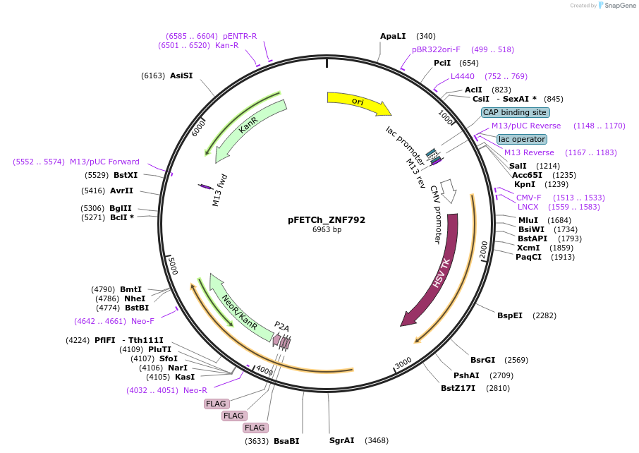 86282-plasmid-map-sequence-id-173182