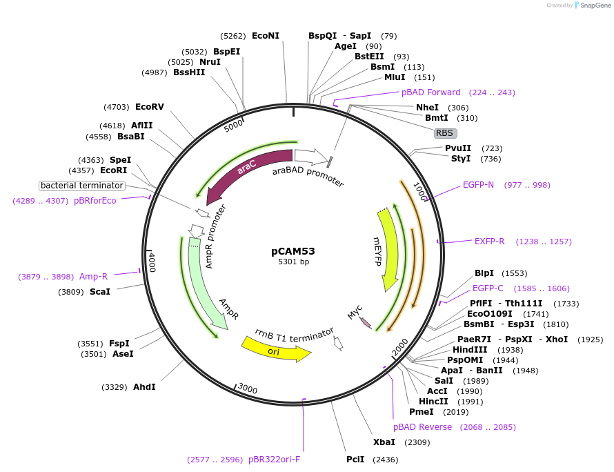 86477-plasmid-map-sequence-id-173199