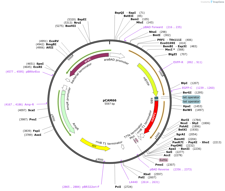 86478-plasmid-map-sequence-id-173200