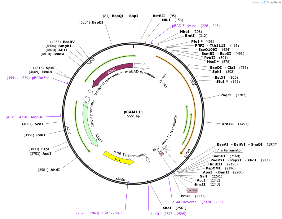 86481-plasmid-map-sequence-id-173207
