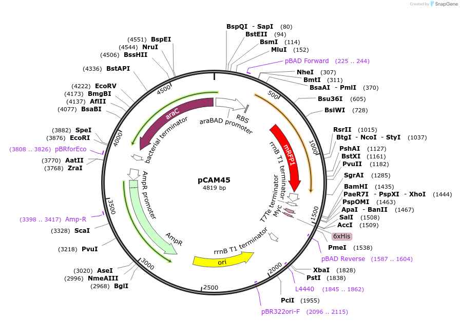 86485-plasmid-map-sequence-id-173213