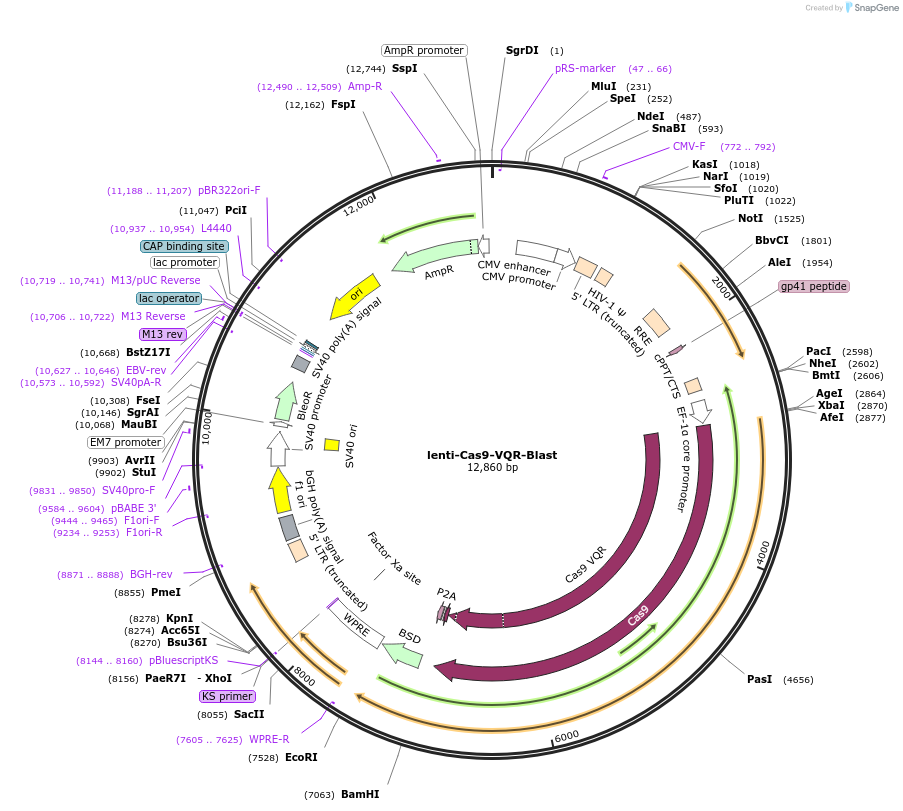 87155-plasmid-map-sequence-id-173224