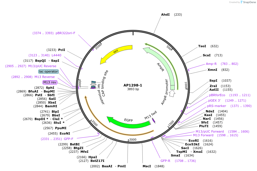 87248-plasmid-map-sequence-id-173231
