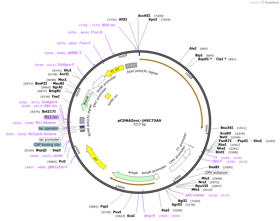 86031-plasmid-map-sequence-id-173241