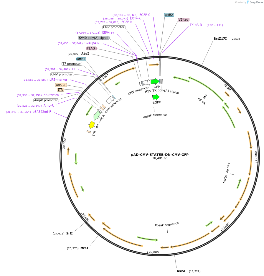 83262-plasmid-map-sequence-id-173252