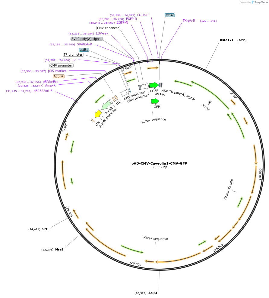 83272-plasmid-map-sequence-id-173255
