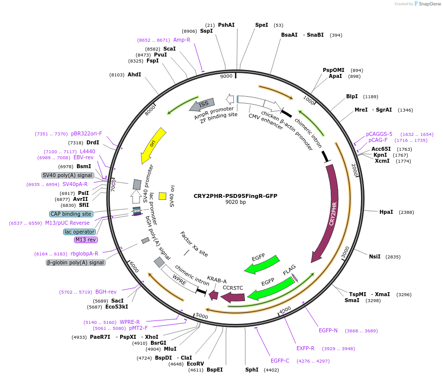 89443-plasmid-map-sequence-id-173258