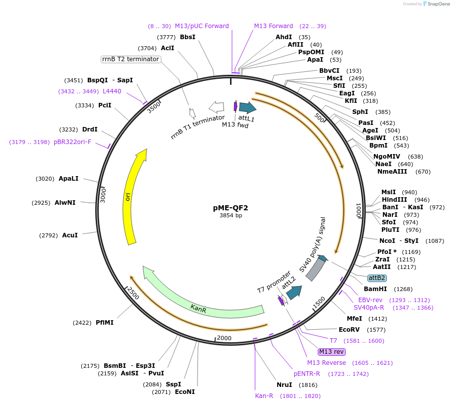 83307-plasmid-map-sequence-id-173284