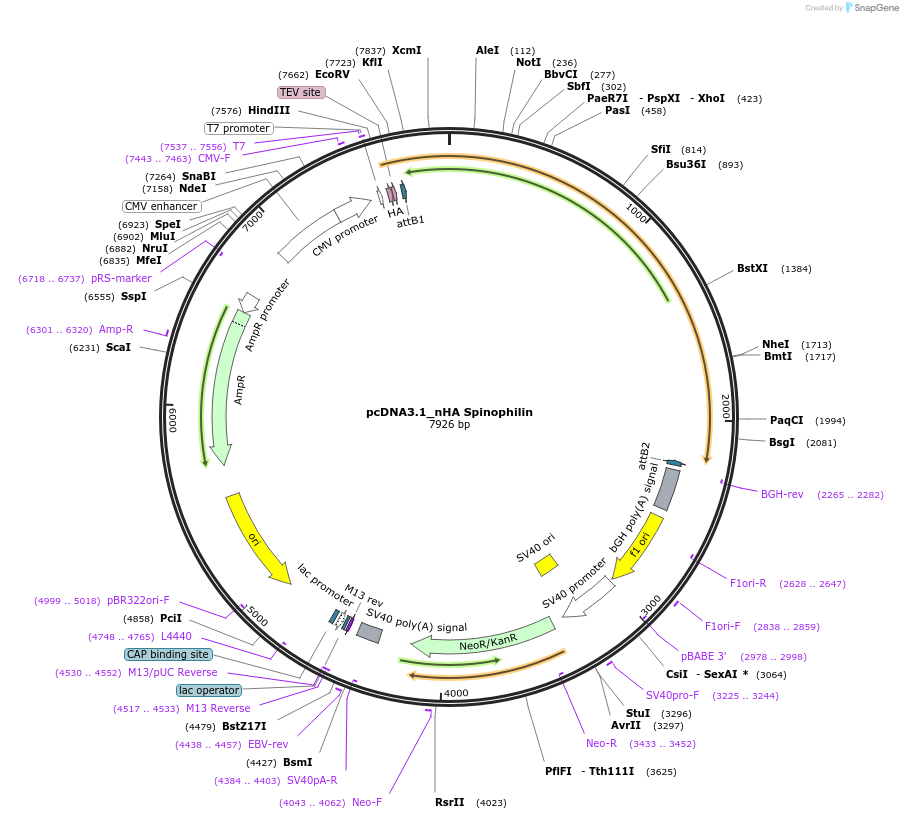 87122-plasmid-map-sequence-id-173287