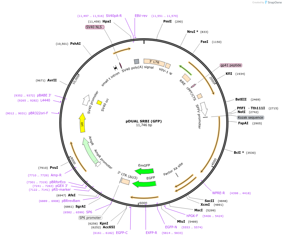 86979-plasmid-map-sequence-id-173289