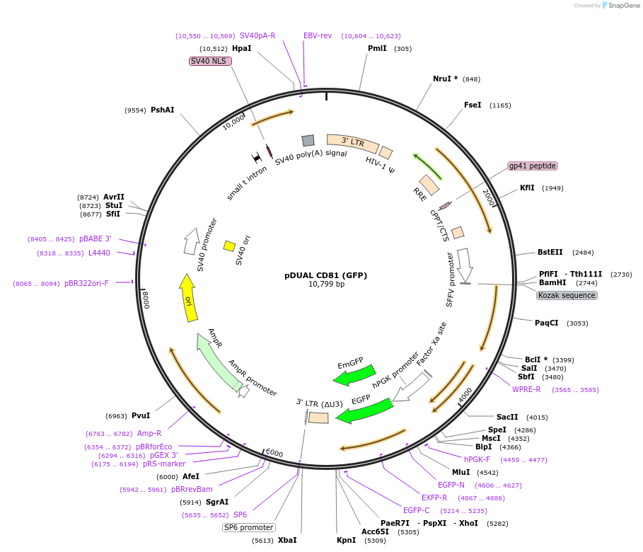 86980-plasmid-map-sequence-id-173290