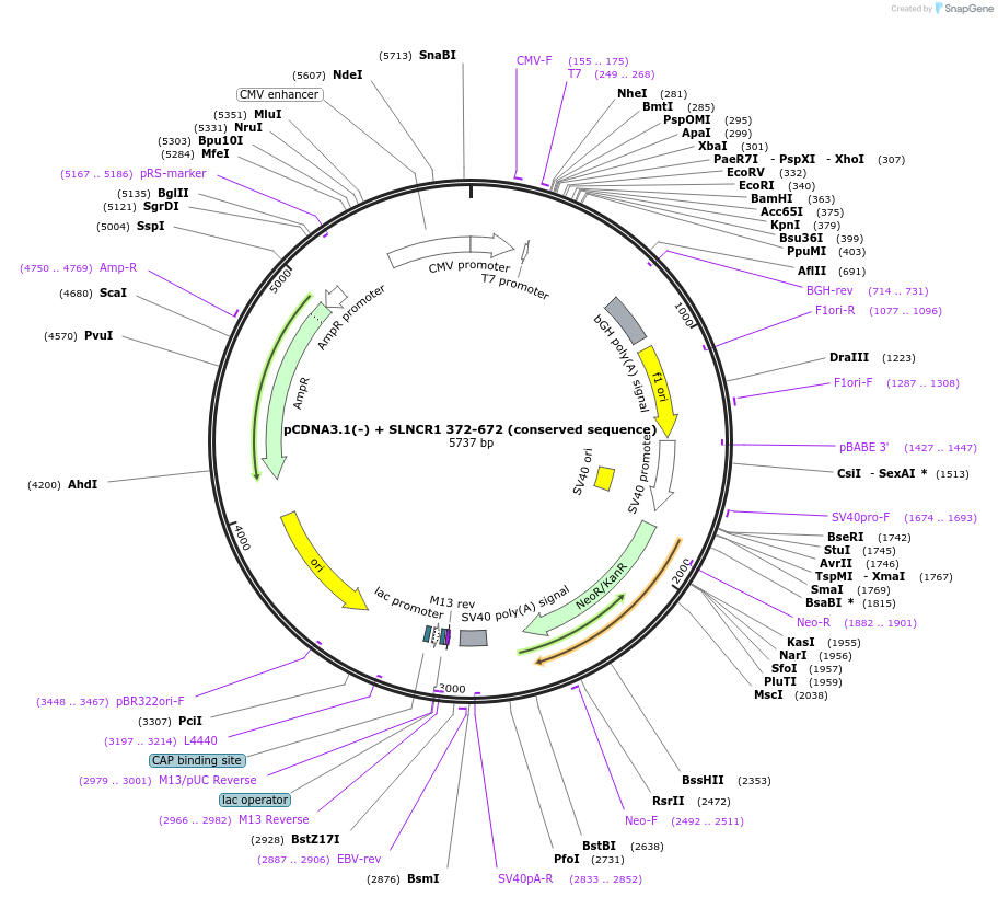 86826-plasmid-map-sequence-id-173312