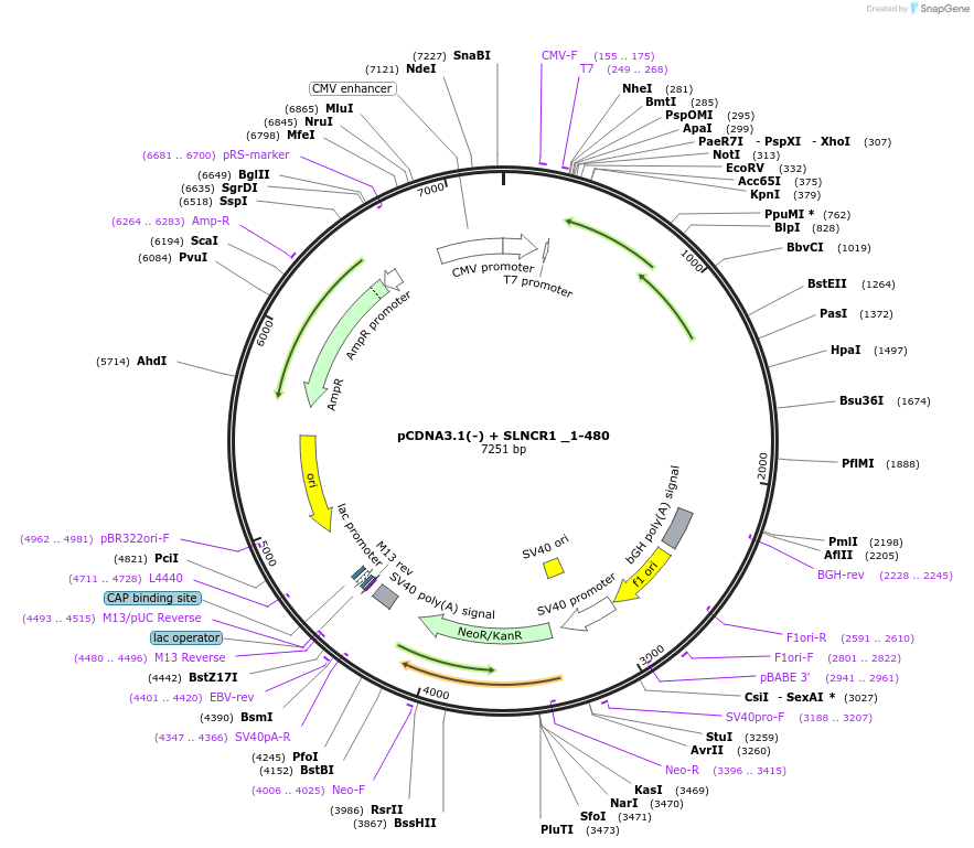 86817-plasmid-map-sequence-id-173313