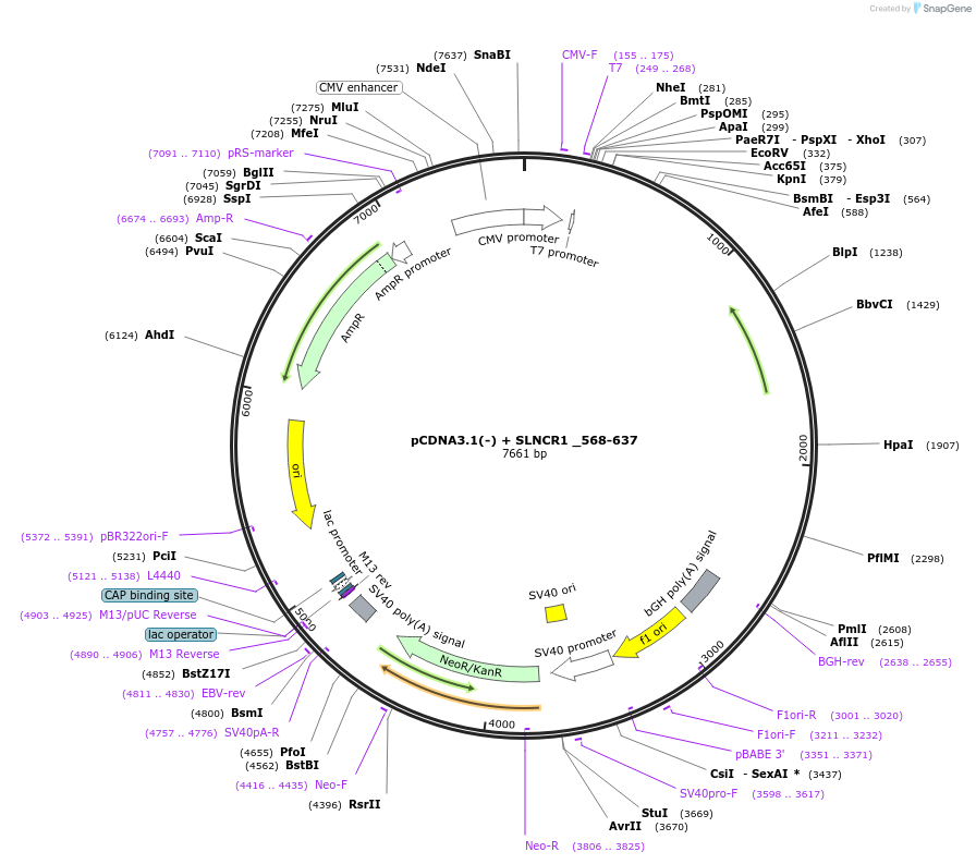 86820-plasmid-map-sequence-id-173316