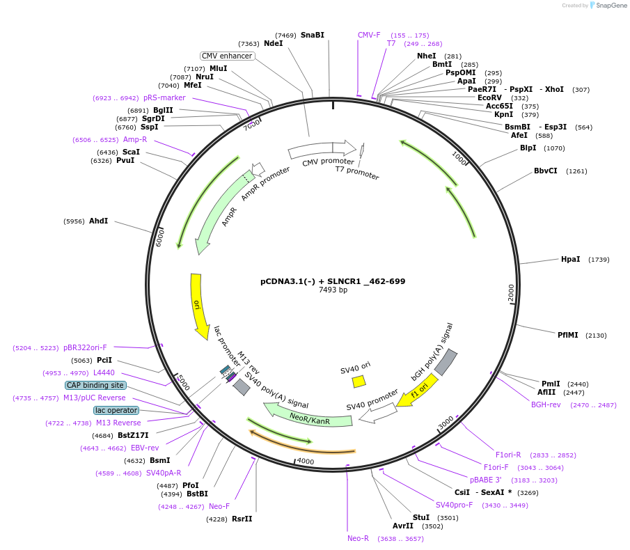 86819-plasmid-map-sequence-id-173322
