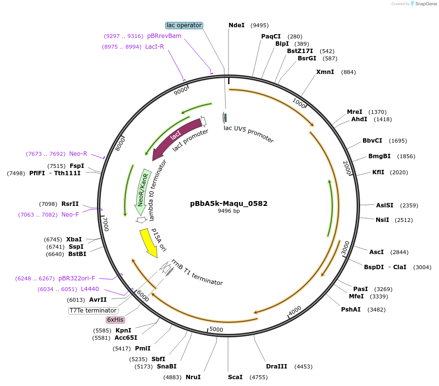 86200-plasmid-map-sequence-id-173329