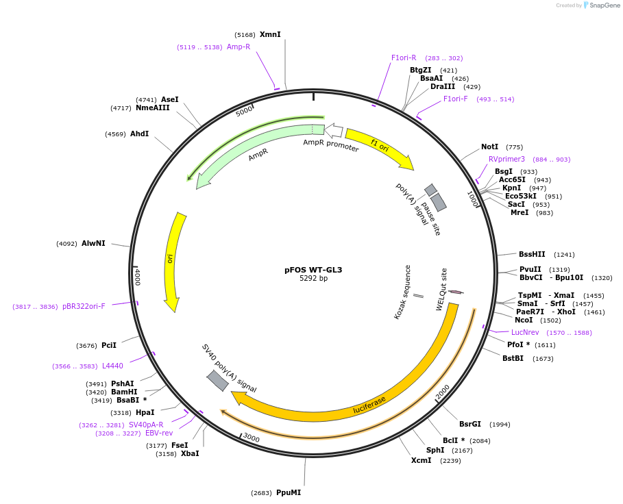 11983-plasmid-map-sequence-id-173333
