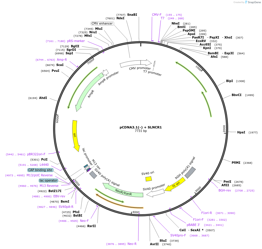 86816-plasmid-map-sequence-id-173343