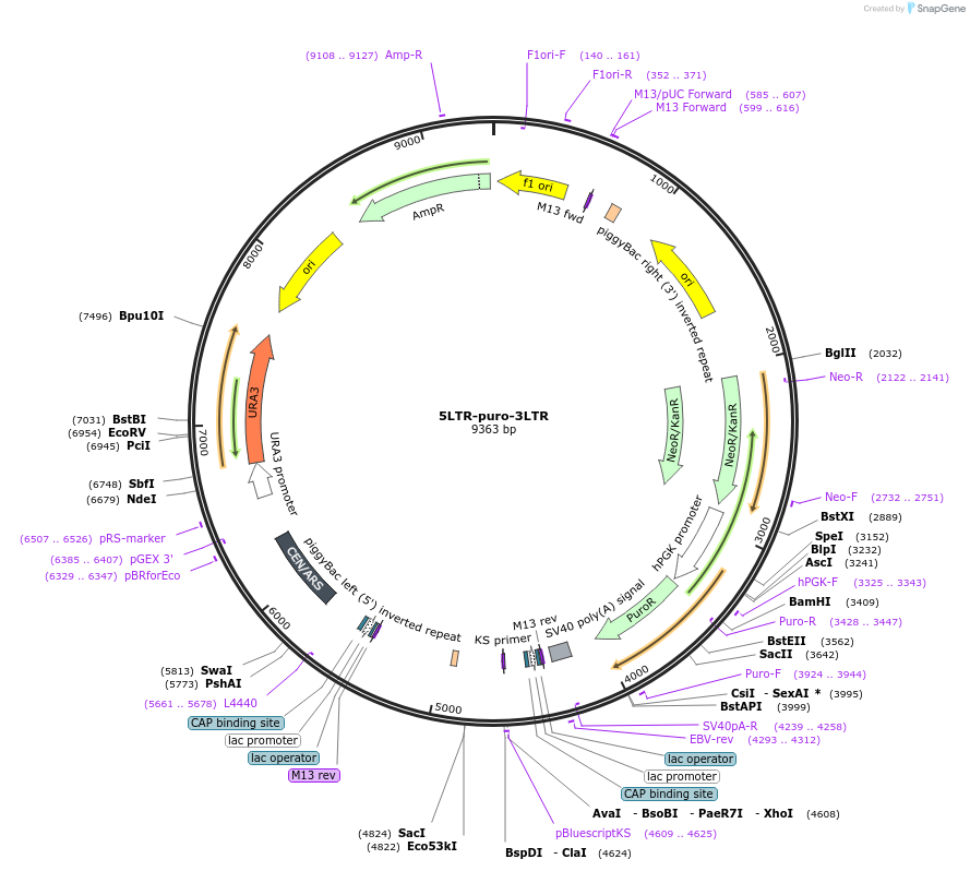 86948-plasmid-map-sequence-id-173362