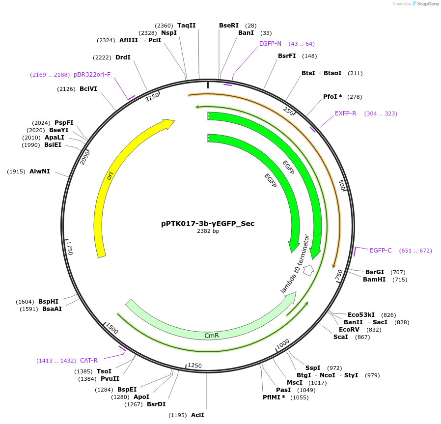 84976-plasmid-map-sequence-id-173368
