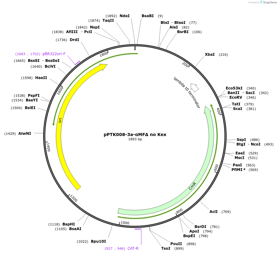 84967-plasmid-map-sequence-id-173377