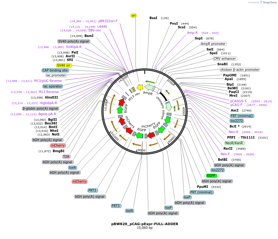 87552-plasmid-map-sequence-id-173392