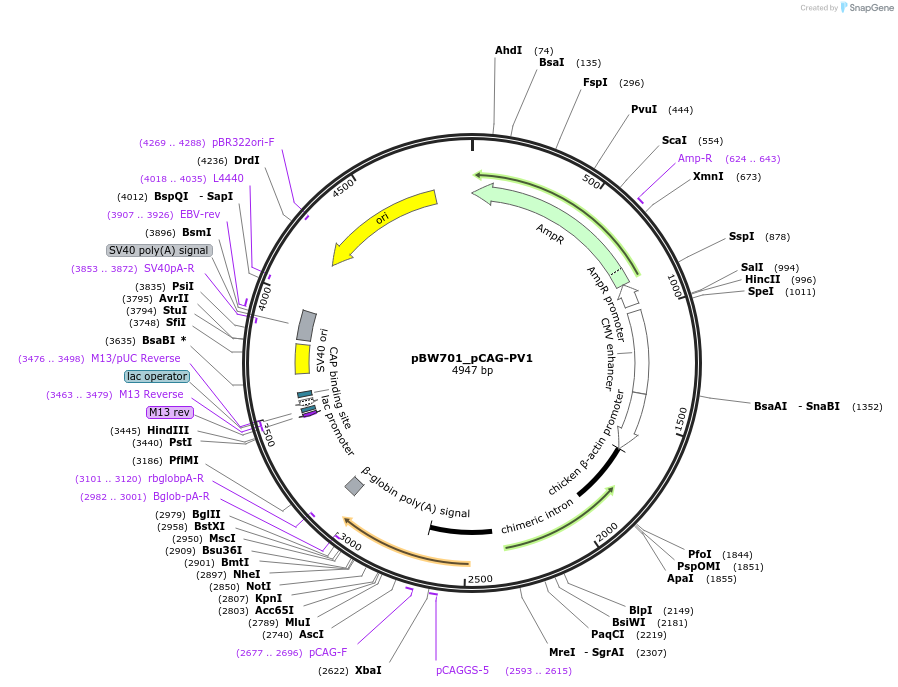 87561-plasmid-map-sequence-id-173394
