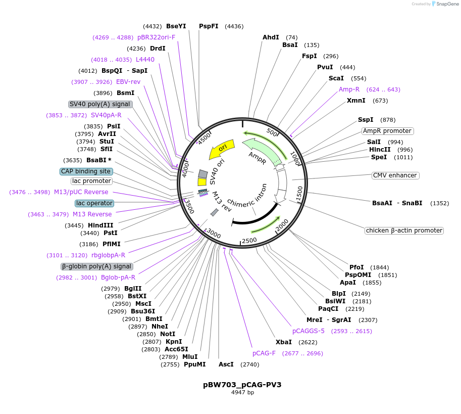 87563-plasmid-map-sequence-id-173396