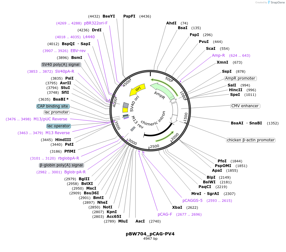 87564-plasmid-map-sequence-id-173397