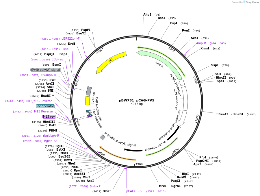 87565-plasmid-map-sequence-id-173398