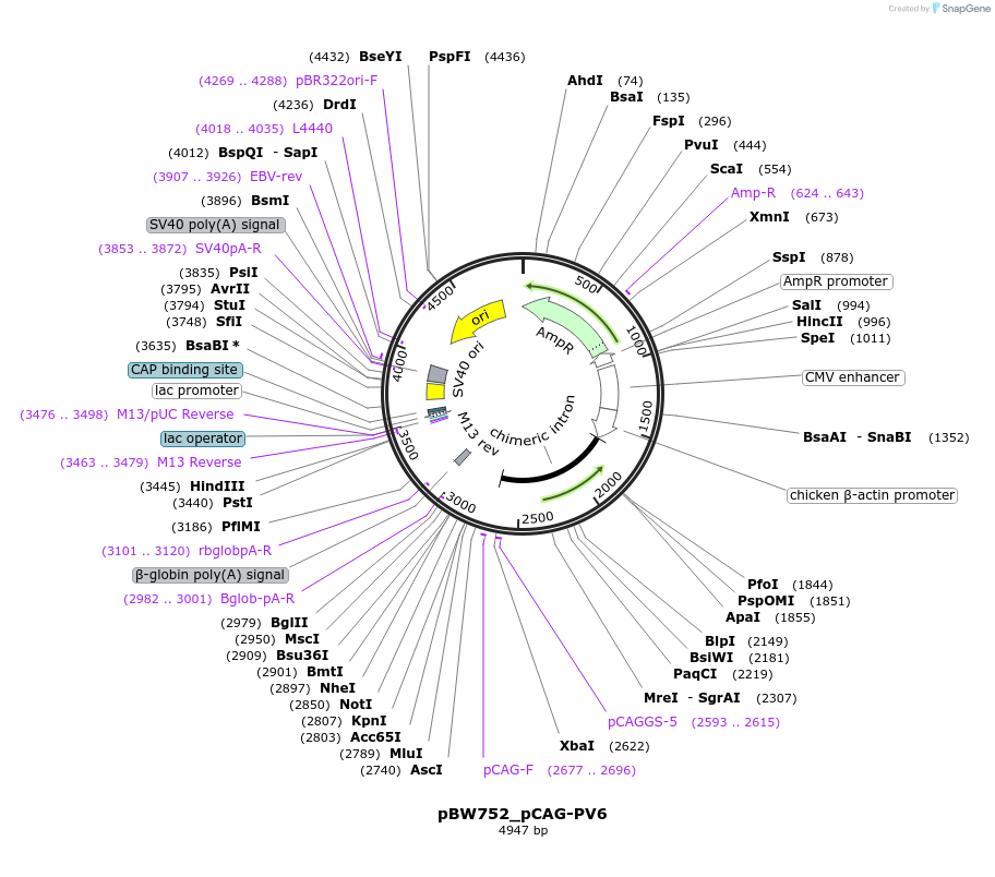 87566-plasmid-map-sequence-id-173399