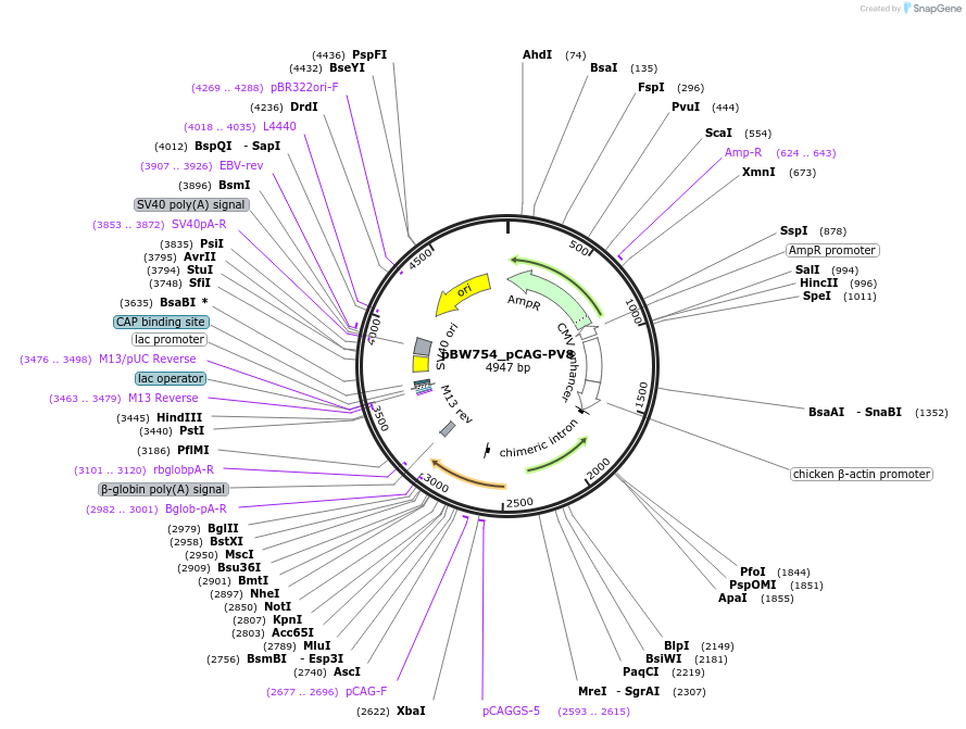 87568-plasmid-map-sequence-id-173401