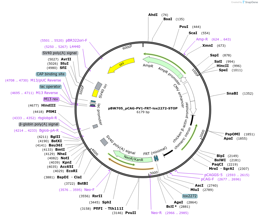 87569-plasmid-map-sequence-id-173402