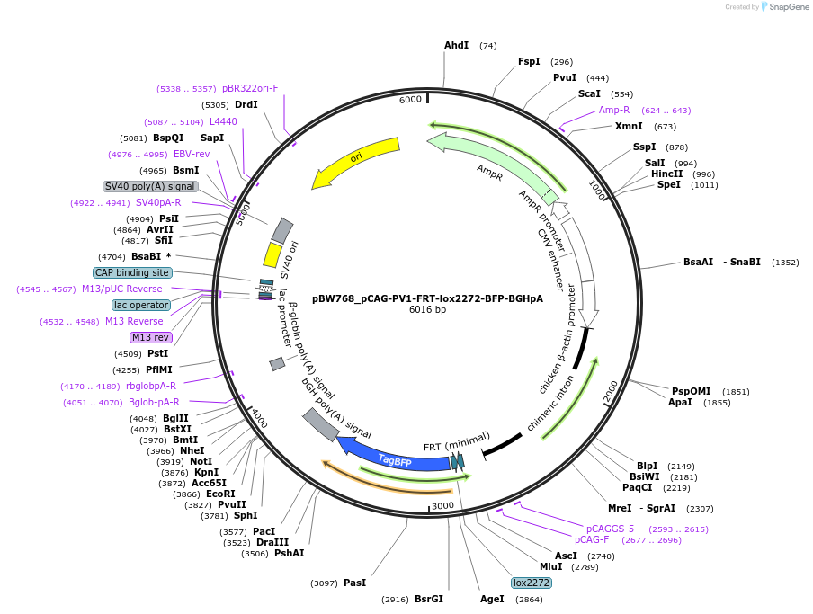 87574-plasmid-map-sequence-id-173406