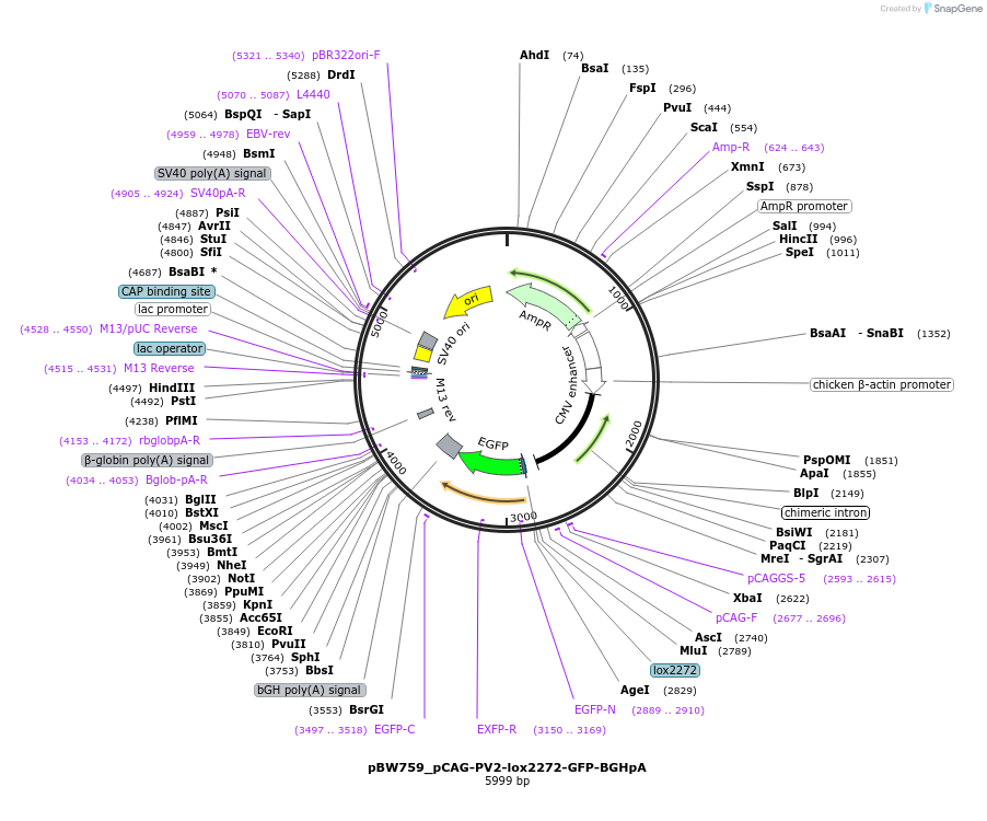 87575-plasmid-map-sequence-id-173407