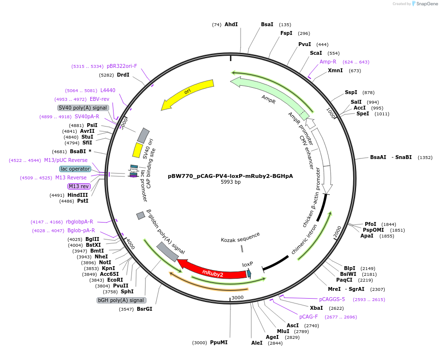 87577-plasmid-map-sequence-id-173409