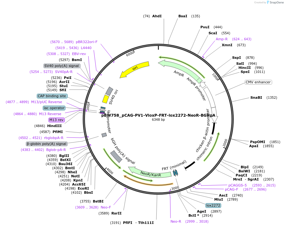 87580-plasmid-map-sequence-id-173412