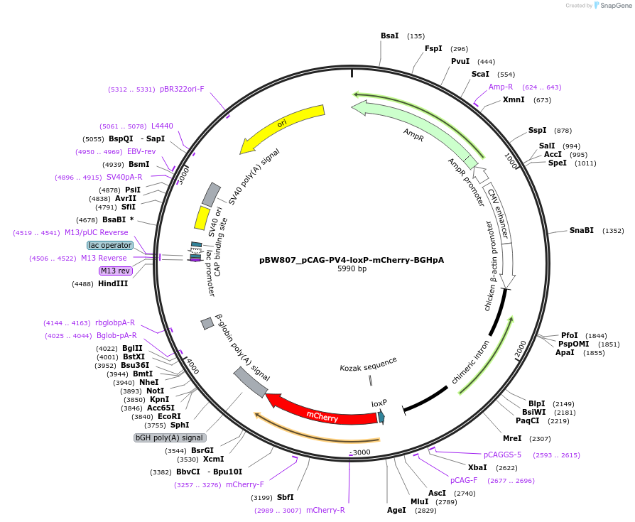87583-plasmid-map-sequence-id-173414