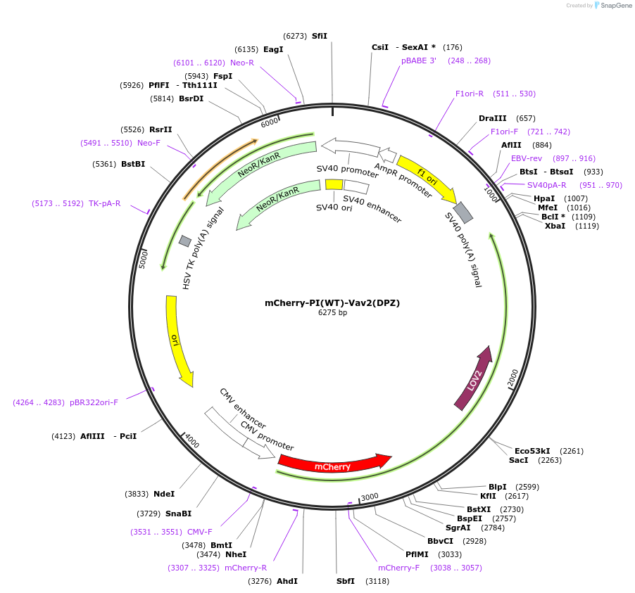 86974-plasmid-map-sequence-id-173515