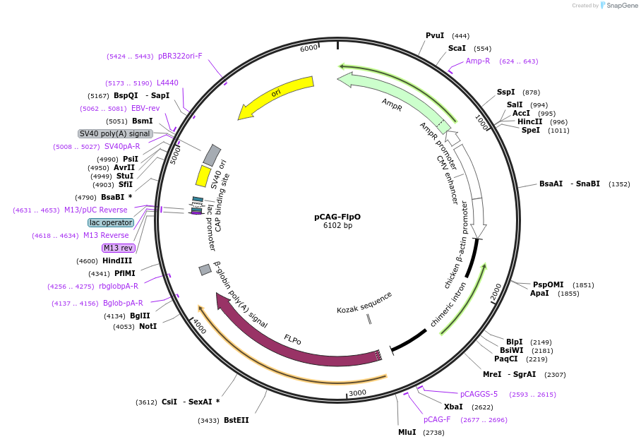 89574-plasmid-map-sequence-id-173521