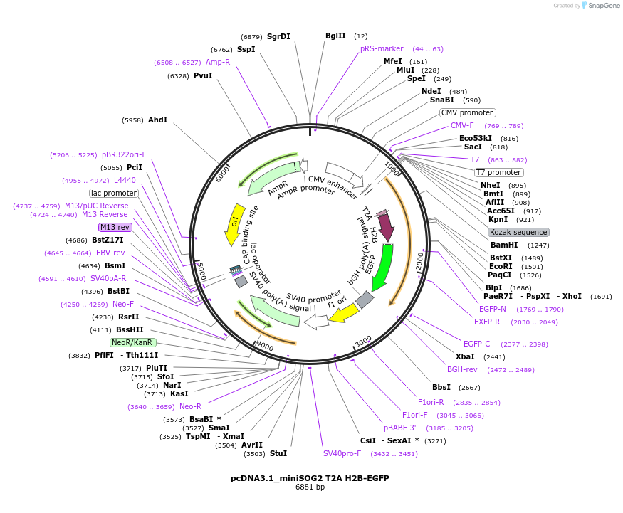 87410-plasmid-map-sequence-id-173543