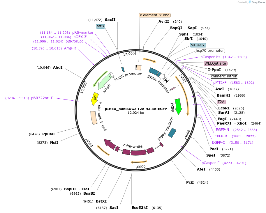 87411-plasmid-map-sequence-id-173545