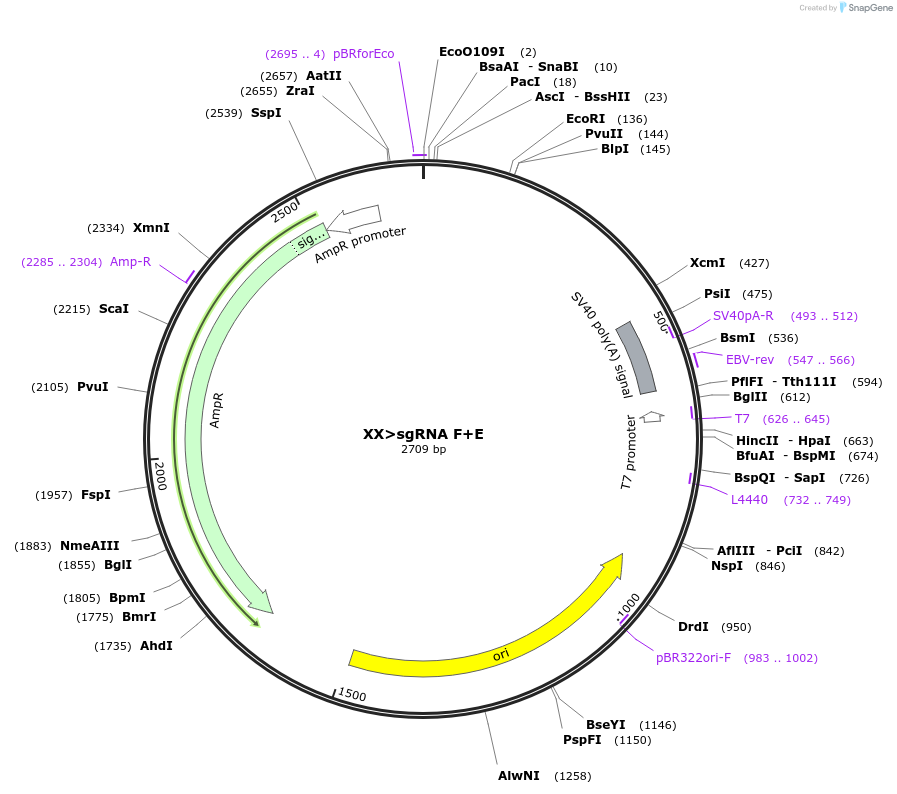 87543-plasmid-map-sequence-id-173546