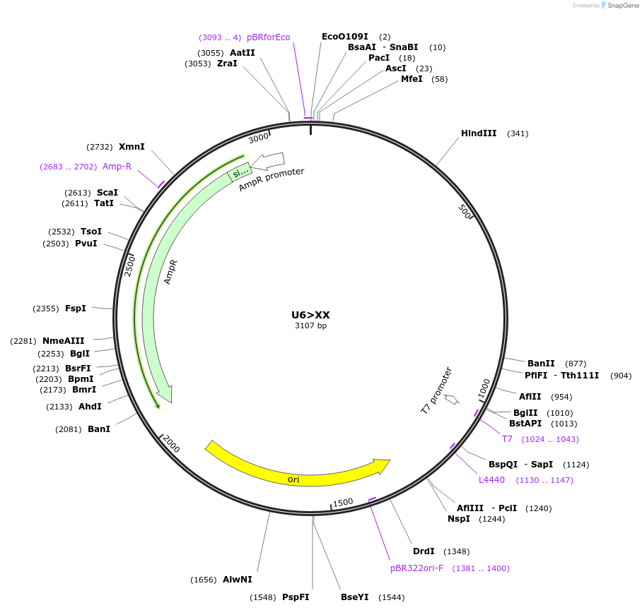 87542-plasmid-map-sequence-id-173548